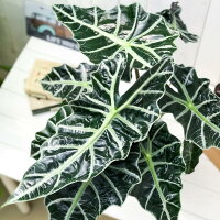楽天市場 観葉植物 アロカシア アマゾニカ ポリー 6号鉢 受け皿付き 育て方説明書付き Alocasia Amazonica Polly アローカシア プランチュ 楽天市場店 楽天市場 観葉植物 アロカシア アマゾニカ ポリー 6号鉢 受け皿付き 育て方説明書付き Alocasia Amazonica Polly アローカシア プランチュ 楽天市場店