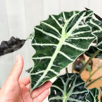 楽天市場 観葉植物 アロカシア アマゾニカ ポリー 6号鉢 受け皿付き 育て方説明書付き Alocasia Amazonica Polly アローカシア プランチュ 楽天市場店 楽天市場 観葉植物 アロカシア アマゾニカ ポリー 6号鉢 受け皿付き 育て方説明書付き Alocasia Amazonica Polly アローカシア プランチュ 楽天市場店