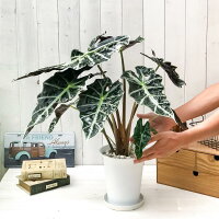 楽天市場 観葉植物 アロカシア アマゾニカ ポリー 6号鉢 受け皿付き 育て方説明書付き Alocasia Amazonica Polly アローカシア プランチュ 楽天市場店 楽天市場 観葉植物 アロカシア アマゾニカ ポリー 6号鉢 受け皿付き 育て方説明書付き Alocasia Amazonica Polly アローカシア プランチュ 楽天市場店
