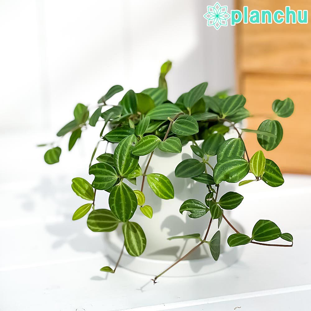 観葉植物 ペペロミア ビートル 3.5号鉢 受け皿付き 育て方説明書付き Peperomia angulata アングラータ