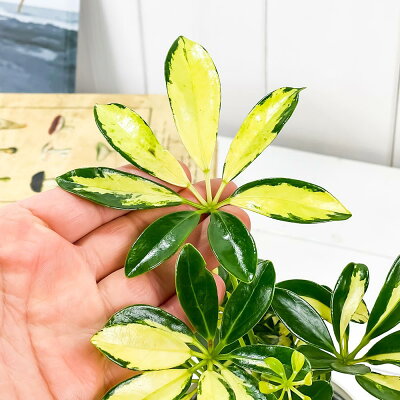 インテリア性抜群 シェフレラ カポック の風水効果を解説 花言葉や育て方も Kurashi No インテリア性抜群 シェフレラ カポック の風水効果を解説 花言葉や育て方も Kurashi No