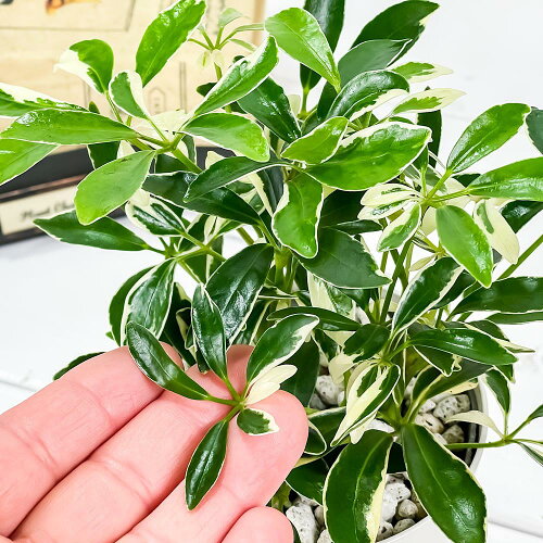 楽天市場 観葉植物 シェフレラ アルボリコラ ムーンドロップ 3 5号鉢 受け皿付き 育て方説明書付き Schefflera Arboricola Moondrop ホンコン カポック 斑入り レア プランチュ 楽天市場店 楽天市場 観葉植物 シェフレラ アルボリコラ ムーンドロップ 3 5号鉢 受け皿付き 育て方説明書付き Schefflera Arboricola Moondrop ホンコン カポック 斑入り レア プランチュ 楽天市場店