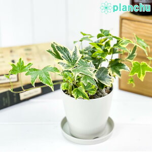 տʪ إǥ إå ʼ浪ޤ 3.5ȭ դ դ Hedera helix cv. 襦ť ӡ