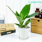 観葉植物 フィロデンドロン インペリアルグリーン 4号鉢 受け皿付き 育て方説明書付き Philodendron ‘Imperial Green’