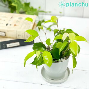 տʪ ե ٥󥸥ߥ  3.5ȭ դ դ Ficus benjamina cv. Ƥ Υ 