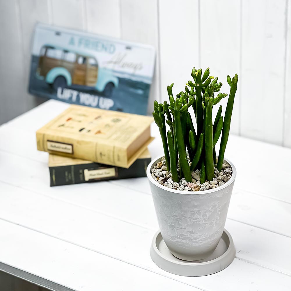 観葉植物 ユーフォルビア セドロルム 4号樹脂鉢 ホワイト 受け皿付き 育て方説明書付き Euphorbia cedrorum オンコクラータ 多肉植物