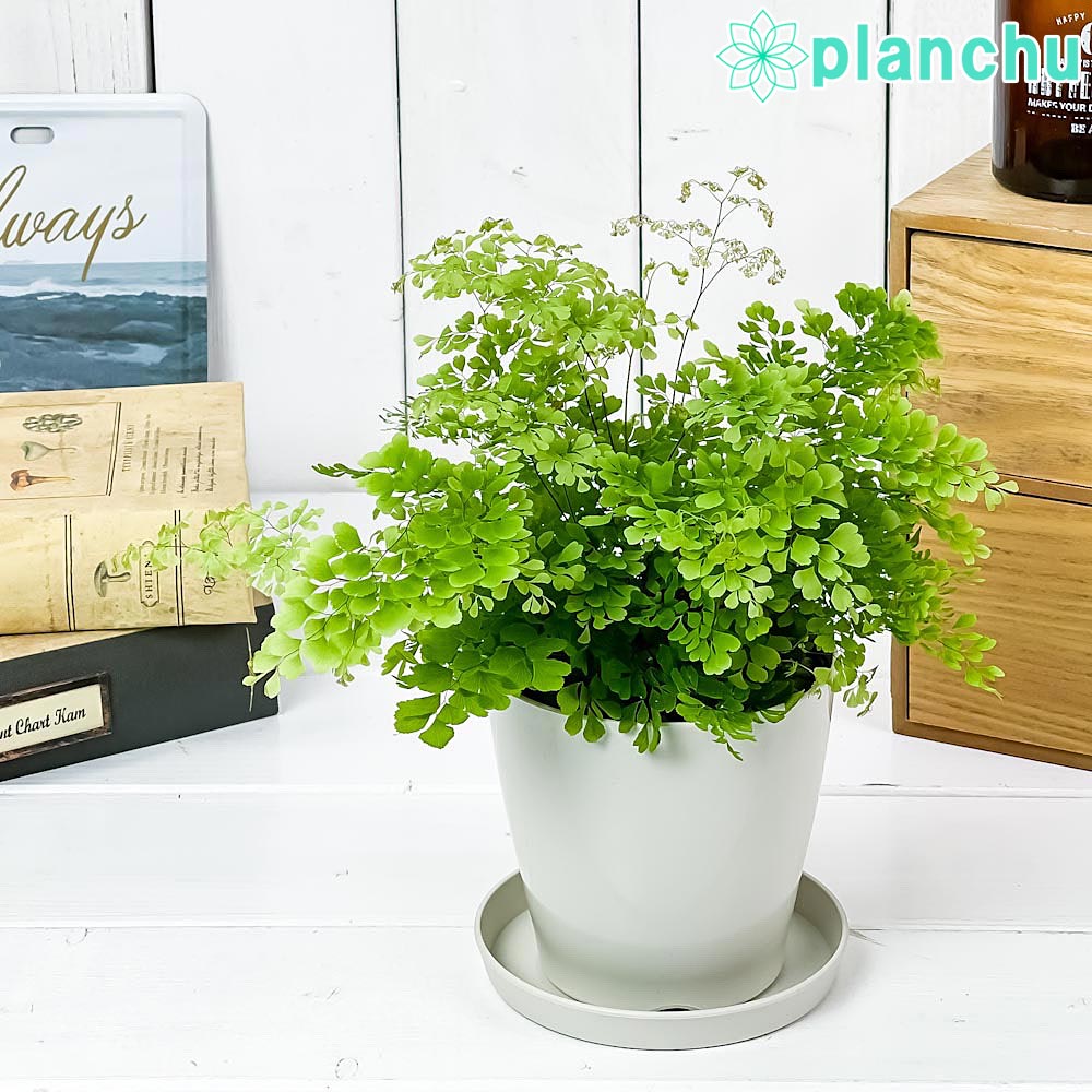 観葉植物 アジアンタム ミクロフィラム 3.5号鉢 受け皿付き 育て方説明書付き Adiantum raddianum ‘Micropinnulum’ ミクロピンヌルム シダのサムネイル