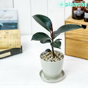 観葉植物 フィカス バーガンディ 3.5号鉢 受け皿付き 育て方説明書付き Ficus elastica ‘Burgundy’ ゴムノキ ゴムの木 インドゴムノキ