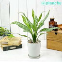 観葉植物 アグラオネマ シルバーク