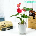 観葉植物 アンスリウム レッド 4号鉢 受け皿付き 育て方説明書付き Anthurium andraeanum アンスリューム 鉢花