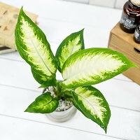 楽天市場 観葉植物 ディフェンバキア カミーラ 3 5号鉢 受け皿付き 育て方説明書付き Dieffenbachia Camille プランチュ 楽天市場店 楽天市場 観葉植物 ディフェンバキア カミーラ 3 5号鉢 受け皿付き 育て方説明書付き Dieffenbachia Camille プランチュ 楽天市場店