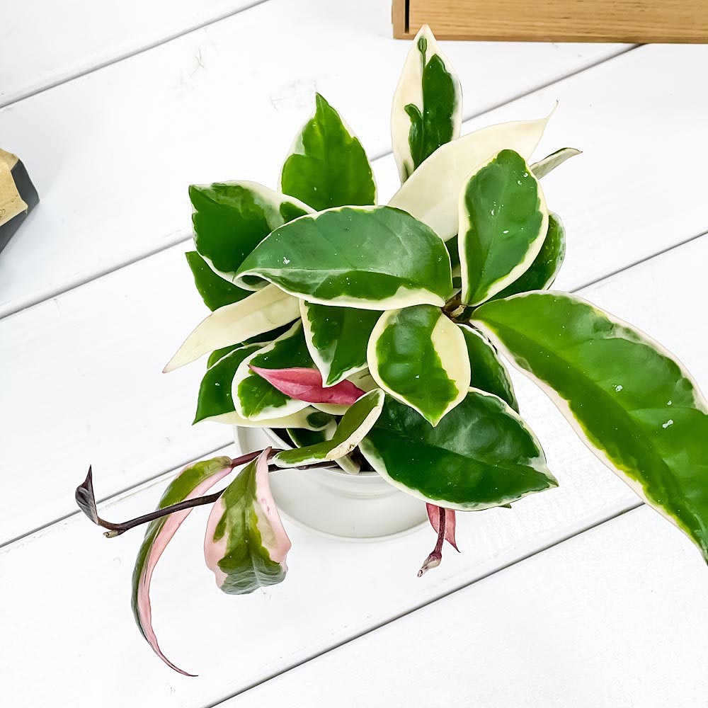 楽天市場 観葉植物 ホヤ カルノーサ リップカラー 3 5号鉢 受け皿付き 育て方説明書付き Hoya Carnosa Lip Color 多肉植物 ガガイモ サクララン 桜蘭 希少 レア プランチュ 楽天市場店