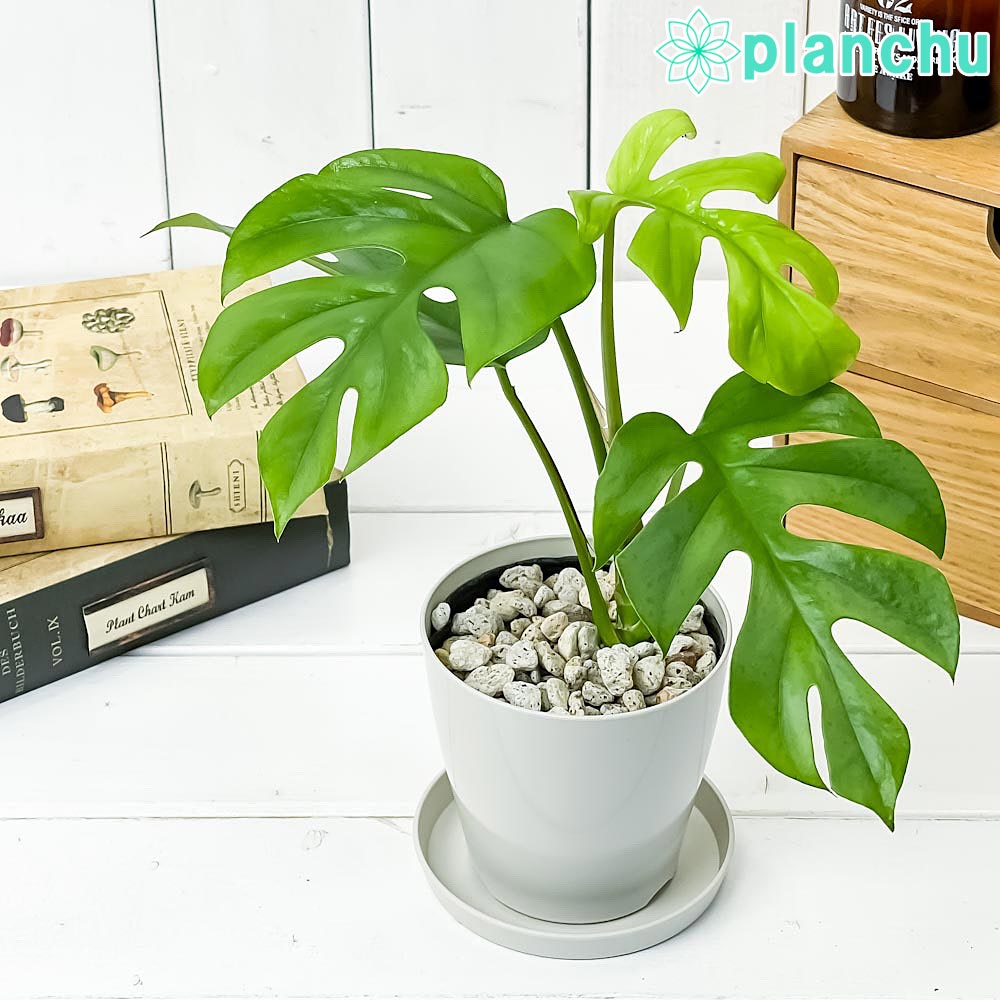 観葉植物 ヒメモンステラ 3.5号鉢 受