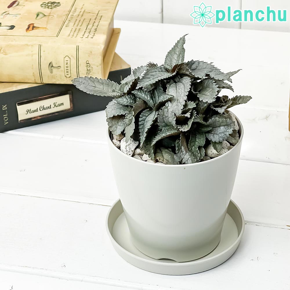 観葉植物 ピレア エレン 3.5号鉢 受け皿付き 育て方説明書付き Pilea cadierei ‘Ellen’