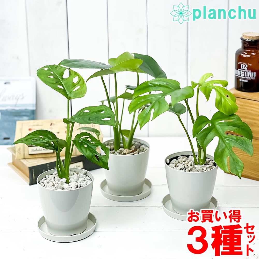 モンステラ 観葉植物 モンステラ ＆ ヒメモンステラ ＆ マドカズラ 3種セット 3.5号鉢 受け皿付き 育て方説明書付き