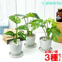 モンステラ 観葉植物 モンステラ ＆ ヒメモンステラ ＆ マドカズラ 3種セット 3.5号鉢 受け皿付き 育て方説明書付き