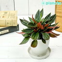 観葉植物 ペペロミア ロッソ 3.5号鉢 受け皿付き 育て方説明書付き Peperomia ‘Edenrosso’