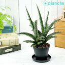 観葉植物 サンセベリア レディチャーム 3号鉢 受け皿付き 育て方説明書付き Sansevieria ‘Lady Charm’ サンスベリア 希少 レア 珍しい