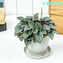 観葉植物 ペペロミア ナポリナイツ 3.5号鉢 受け皿付き 育て方説明書付き Peperomia cv.