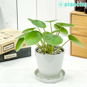 観葉植物 ピレア ペペロミオイデス 3.5号鉢 受け皿付き 育て方説明書付き Pilea peperomioides パンケーキプランツ