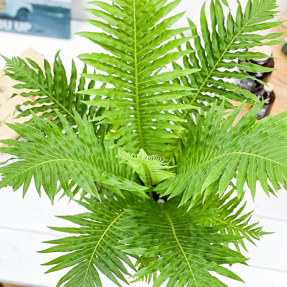 観葉植物 ブレクナム シルバーレディ 7号樹脂鉢 カーヴホワイト 受け皿付き 育て方説明書付き Blechnum Silver 珍しい Gibbum シダ植物 レア 希少 珍しい Lady 観葉植物 ブレクナム シルバーレディ 7号樹脂鉢 カーヴホワイト 受け皿付き 育て方説明書付き Blechnum Silver 珍しい Gibbum シダ植物 レア 希少 珍しい Lady