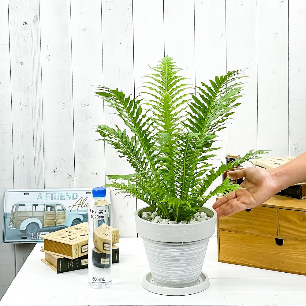 観葉植物 ブレクナム シルバーレディ 7号樹脂鉢 カーヴホワイト 受け皿付き 育て方説明書付き Blechnum Silver 珍しい Gibbum シダ植物 レア 希少 珍しい Lady 観葉植物 ブレクナム シルバーレディ 7号樹脂鉢 カーヴホワイト 受け皿付き 育て方説明書付き Blechnum Silver 珍しい Gibbum シダ植物 レア 希少 珍しい Lady