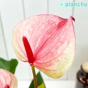 観葉植物 アンスリウム ミスティーク 4号鉢 受け皿付き 育て方説明書付き Anthurium ‘Mystique’ アンスリューム 鉢花 ピンク系