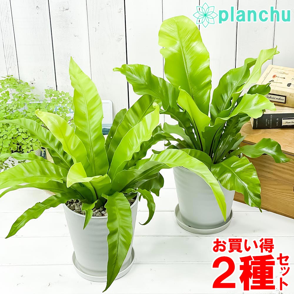 楽天市場】アスプレニウム(花・観葉植物|花・ガーデン・DIY 楽天市場】アスプレニウム(花・観葉植物|花・ガーデン・DIY