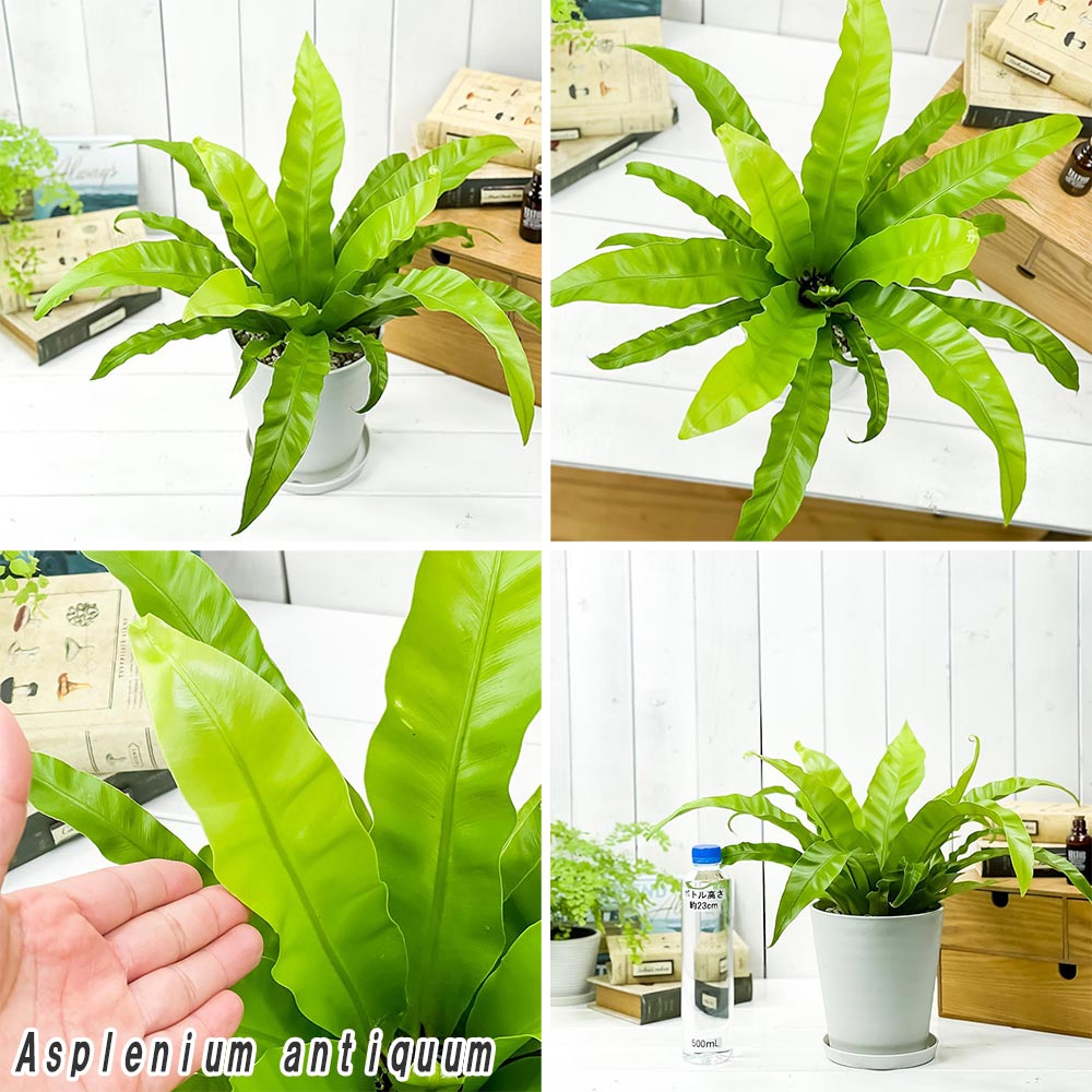 観葉植物 アスプレニウム アンティーカム アビス 52 Off 2種セット Asplenium シダ植物 5号鉢 受け皿付き 育て方説明書付き 観葉植物 アスプレニウム アンティーカム アビス 52 Off 2種セット Asplenium シダ植物 5号鉢 受け皿付き 育て方説明書付き