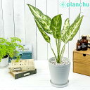 観葉植物 アグラオネマ プシュード 5号鉢 受け皿付き 育て方説明書付き Aglaonema cv. 幸せを招くタイの宝石 アロイド