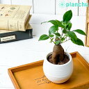 ガジュマル 観葉植物 ガジュマル 3号丸鉢 受け皿付き 育て方説明書付き Ficus microcarpa フィカス ミクロカルパ