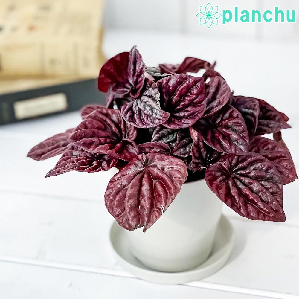 観葉植物 ペペロミア カペラータ バーガンディリップル 3.5号鉢 受け皿付き 育て方説明書付き Peperomia caperata cv.のサムネイル