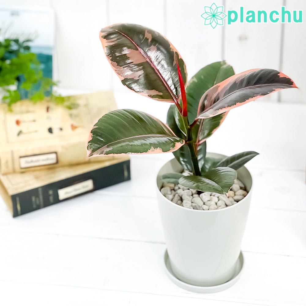 観葉植物 フィカス ルビー 4号鉢 受け皿付き 育て方説明書付き Ficus elastica ‘Ruby’ ゴムノキ ゴムの木 インドゴムノキ