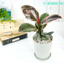 フィカス（ゴム） 観葉植物 フィカス ルビー 4号鉢 受け皿付き 育て方説明書付き Ficus elastica ‘Ruby’ ゴムノキ ゴムの木 インドゴムノキ