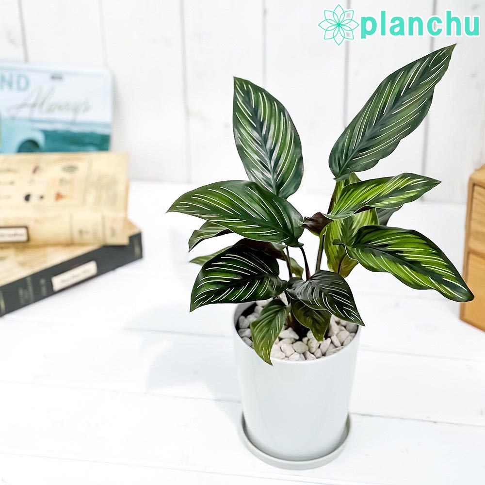 観葉植物 カラテア ビューティースター 4号鉢 受け皿付き 育て方説明書付き Calathea ‘Beauty Star’