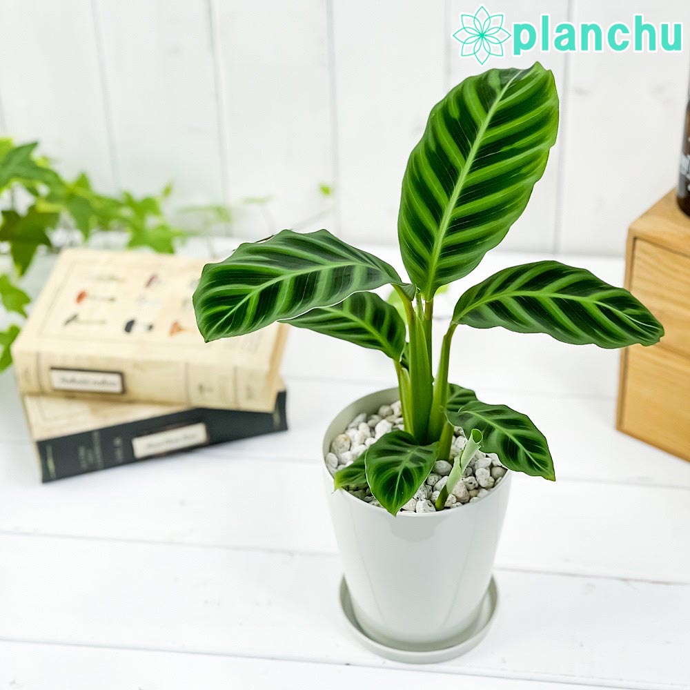 観葉植物 カラテア ゼブリナ フミリオル 4号鉢 受け皿付き 育て方説明書付き Calathea zebrina ‘Humilior’