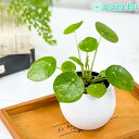 観葉植物 ピレア ペペロミオイデス 3号丸鉢 受け皿付き 育て方説明書付き Pilea peperomioides パンケーキプランツ