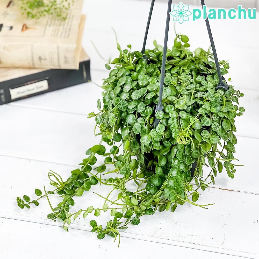 観葉植物 ペペロミア タートル 4号吊り鉢 育て方説明書付き Peperomia prostrata プロストラータ