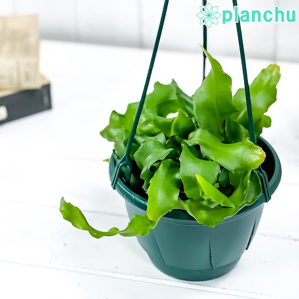 観葉植物 エピフィルム グアテマレンシス 5号吊り鉢 育て方説明書付き Epiphyllum guatemalense エピフィラム ミニドラゴンフルーツ 森林性サボテンのサムネイル