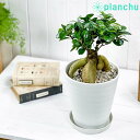 観葉植物 ガジュマル 太幹 6号鉢 受け皿付き 育て方説明書付き Ficus microcarpa フィカス ミクロカルパ 精霊の宿る木