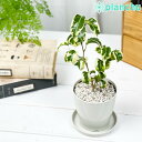 観葉植物 フィカス ベンジャミン シタシオン 3.5号鉢 受け皿付き 育て方説明書付き Ficus benjamina ‘Sitasion’ 幸運を呼ぶ木 ゴムノキ バロック 斑入り