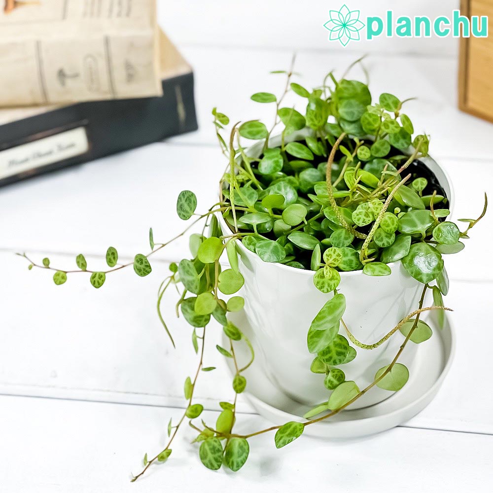 観葉植物 ペペロミア タートル 3.5号鉢 受け皿付き 育て方説明書付き Peperomia prostrata プロストラータのサムネイル