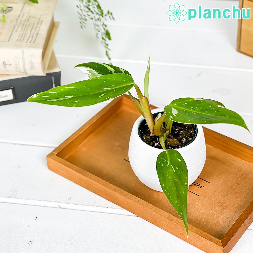 観葉植物 フィロデンドロン ホワイトプリンセス 3号丸鉢 受け皿付き 育て方説明書付き Philodendron ‘White Princess’ アロイド