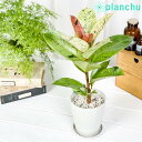 観葉植物 フィカス ジン 4号鉢 受け皿付き 育て方説明書付き Ficus elastica ‘Gi ...