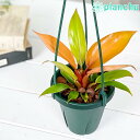 観葉植物 フィロデンドロン プリンスオブオレンジ 4号吊り鉢 育て方説明書付き Philodendron ‘Prince Of Orange’ アロイド