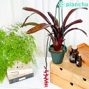 観葉植物 エクメア フォスターズフェイバリット 4号吊り鉢 育て方説明書付き Aechmea ‘Foster's Favorite’ ブロメリア タンクブロメリア