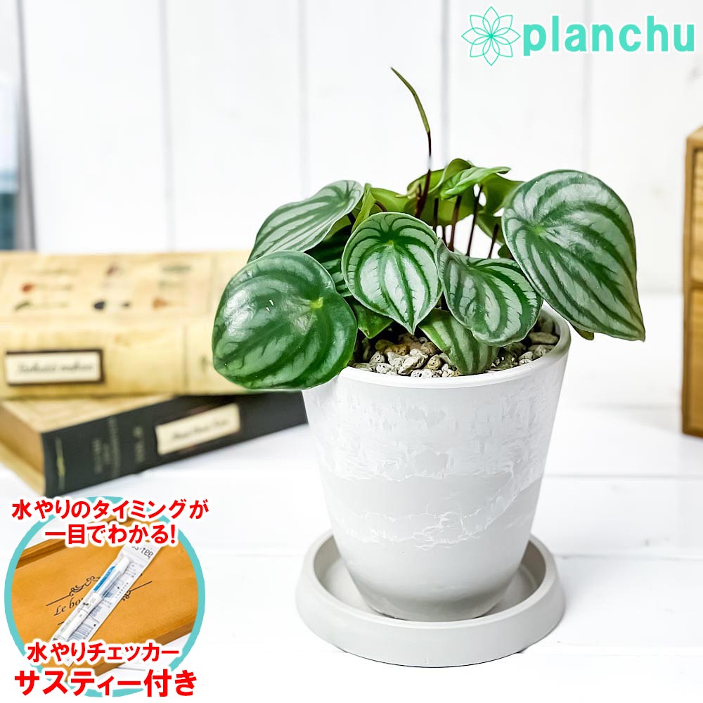 ペペロミア・アルギレイア 観葉植物 観葉植物 ペペロミア アルギレイア 4号樹脂鉢 ホワイト サスティー付き 受け皿付き 育て方説明書付き Peperomia argyreia スイカペペ