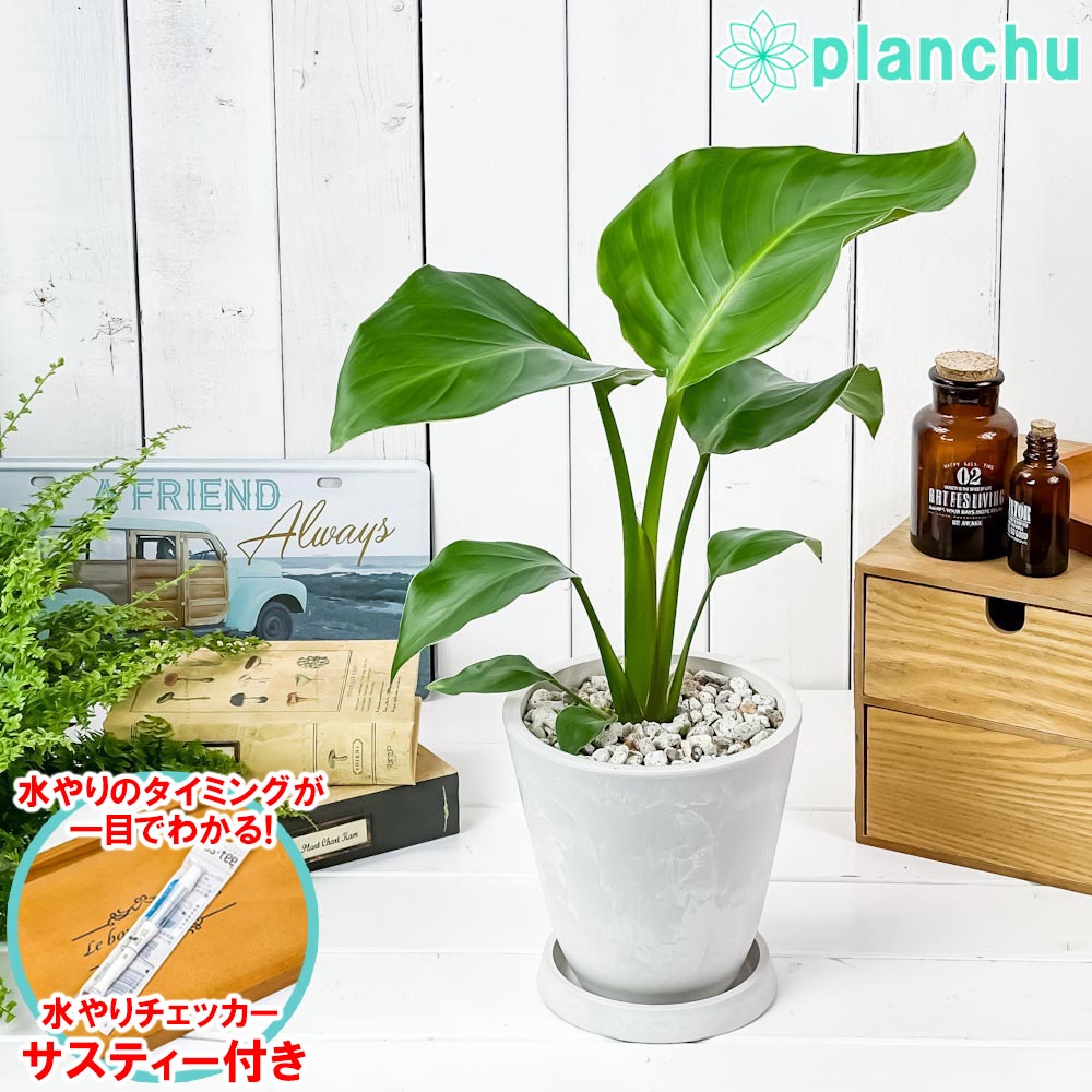 観葉植物ストレリチアオーガスタ5号...