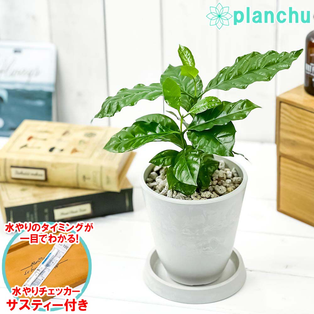 コーヒーの木 観葉植物 コーヒーノキ アラビカ 4号樹脂鉢 ホワイト サスティー付き 受け皿付き 育て方説明書付き Coffea arabica コーヒーの木 珈琲の木 アラビカコーヒー