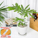 観葉植物 エバーフレッシュ 5号樹脂鉢 ホワイト サスティー付き 受け皿付き 育て方説明書付き Cojoba arborea var. angustifolia ネムノキ